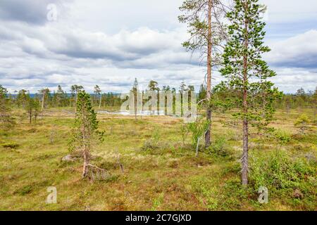 Paesaggio di Moor con un lago nel bosco selvaggio Foto Stock