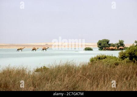 Cammelli degli Emirati Arabi Uniti di Dubai che si incrociano sull'acqua nel deserto Foto Stock