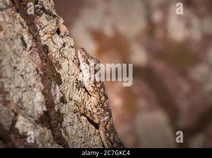 Comune Gecko casa di Gray (Hemidactylus mercatorius) che giace su un ramo di albero, Nosy Komba, Madagascar Foto Stock