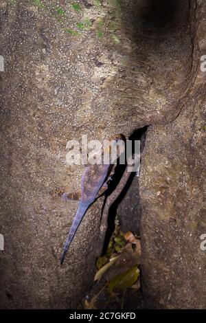 Comune Gecko casa di Gray (Hemidactylus mercatorius) che giace su un ramo di albero, Nosy Komba, Madagascar Foto Stock