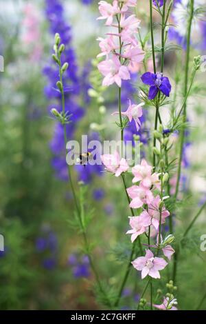 Belle piante larkspur e un ape - fiori blu nel giardino Foto Stock