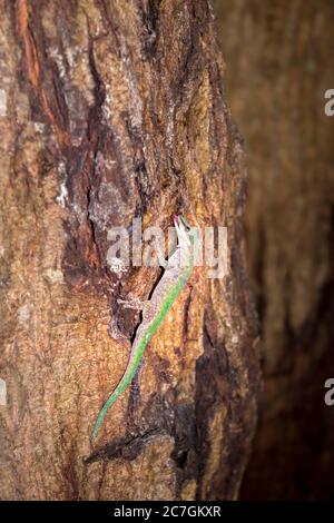 Geco di giorno dell'ulivo (Phelsuma dubia) che giace su un ramo di albero, Nosy Komba, Madagascar Foto Stock