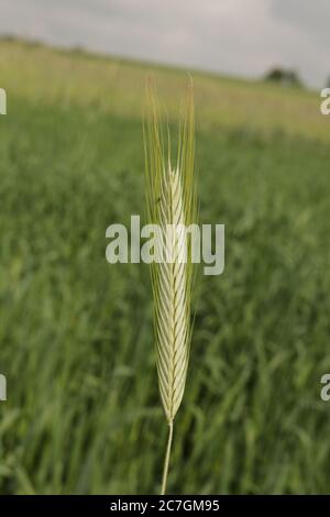 Orecchio di grano che matura in inizio estate Foto Stock