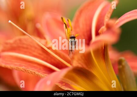 Vista closeup di un hoverfly - famiglia Syrphidae Foto Stock