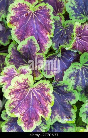 Heucherella Solar Eclipse Foto Stock