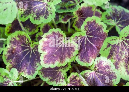 Heucherella Solar Eclipse Foto Stock