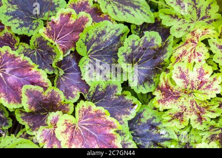 Heucherella Solar Eclipse e Solar Power Foto Stock