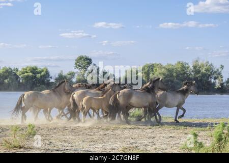 Mandria di Konik Selvatica o cavallo primitivo polacco nel delta del Danubio dell'Ucraina Foto Stock