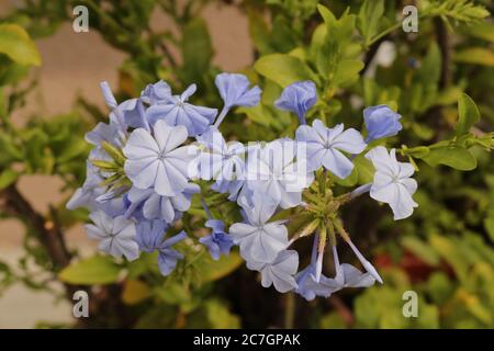 PLUMBAGO AURICULATA BLU SCURO Foto Stock