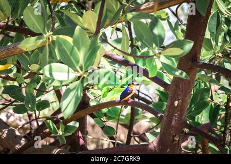 Kingfisher malgascio (Corythornis vintsioides) che perching su un ramo, Madagascar Foto Stock