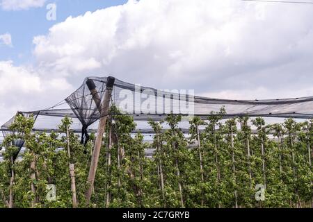 Meleto coperti con anti grandine net sotto il cielo blu Foto Stock