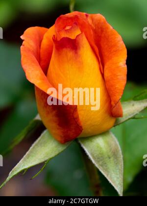 Arancio e rosa rossa, luglio Regno Unito, Foto Stock