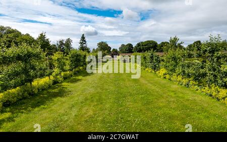 Ampio viale d'erba nel giardino formale del 18 ° secolo, Amisfield murato Giardino, East Lothian, Scozia, Regno Unito Foto Stock