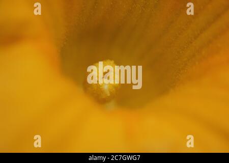 Un fiore comune di zucca trovato nel giardino del cortile. Foto Stock