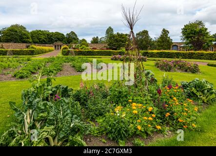 Colorati letti circolari con fiori centrali, giardino murato di Amisfield, Haddington, East Lothian, Scozia, Regno Unito Foto Stock
