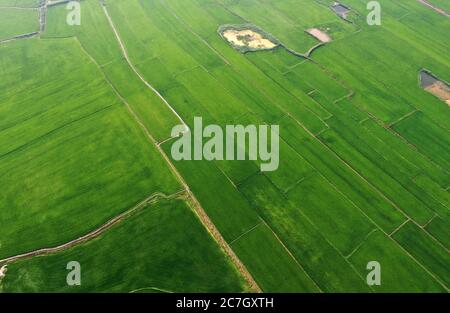 Baicheng. 17 luglio 2020. La foto aerea del 17 luglio 2020 mostra il campo di risaie nel villaggio di Lixin della contea di Zhenlai nella città di Baicheng, nella provincia di Jilin della Cina nordorientale. Credit: LIN Hong/Xinhua/Alamy Live News Foto Stock