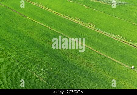 Baicheng. 17 luglio 2020. La foto aerea del 17 luglio 2020 mostra il campo di risaie nel villaggio di Lixin della contea di Zhenlai nella città di Baicheng, nella provincia di Jilin della Cina nordorientale. Credit: LIN Hong/Xinhua/Alamy Live News Foto Stock