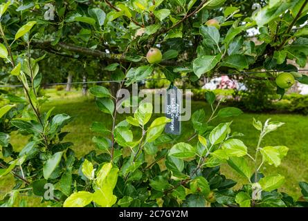 Albero addestrato di mela rosso arancio di Kidd, giardino murato di Amisfield, Lothian orientale, Scozia, Regno Unito Foto Stock