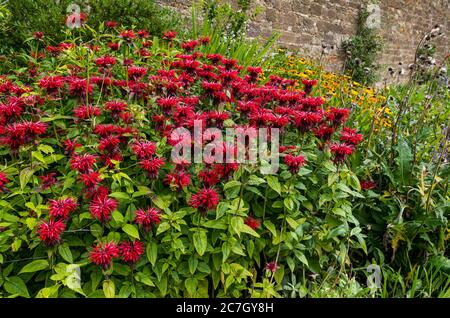 Colorato bordo di fiori erbacei con scarlatto beebalm (Monarda didyma), Amisfield murato Garden, Haddington, East Lothian, Scozia, UK Foto Stock