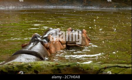 Ippopotami (ippopotami) baciando nel fiume in natura. Scena rara per hippos fare l'amore. Foto Stock
