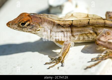 Sarasota, USA, 17 luglio 2020 - un gecko (lizard da parete) in una casa a Sarasota, Florida. Credit: Enrique Shore/Alamy Stock Photo Foto Stock