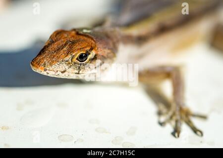 Sarasota, USA, 17 luglio 2020 - un gecko (lizard da parete) in una casa a Sarasota, Florida. Credit: Enrique Shore/Alamy Stock Photo Foto Stock