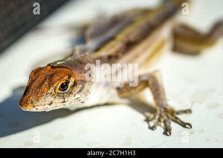 Sarasota, USA, 17 luglio 2020 - un gecko (lizard da parete) in una casa a Sarasota, Florida. Credit: Enrique Shore/Alamy Stock Photo Foto Stock