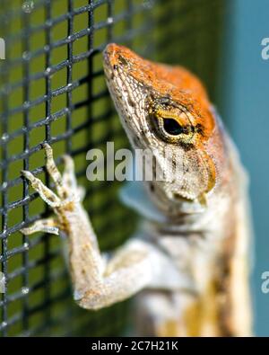 Sarasota, USA, 17 luglio 2020 - un gecko (lizard da parete) in una casa a Sarasota, Florida. Credit: Enrique Shore/Alamy Stock Photo Foto Stock