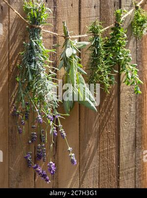 Erbe che asciugano di fronte ad un fondo rustico di legno Foto Stock