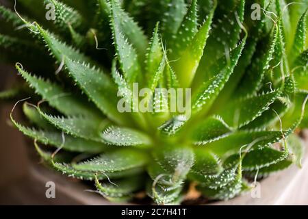 Primo piano di un'aloe di merletto (Aristaloe aristata) coltivata all'interno Foto Stock