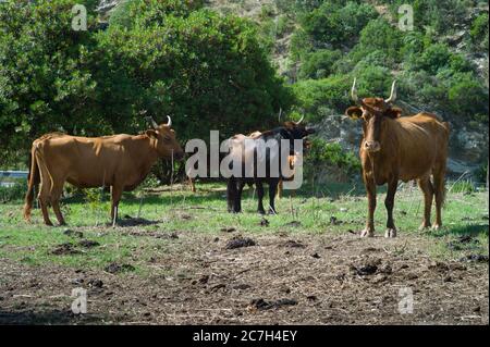 Mucche brune, arancioni e nere con grandi corna in testa. Questi animali vivono in Sardegna, Italia in montagna immersi nella natura tra le strade Foto Stock