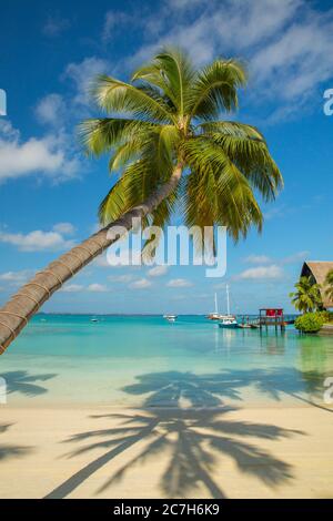 Maldive, Atollo Sud Malé, Shangri-La's Villingili Resort & Spa, molo per barche, spiaggia di palme, mare, dettaglio, Foto Stock