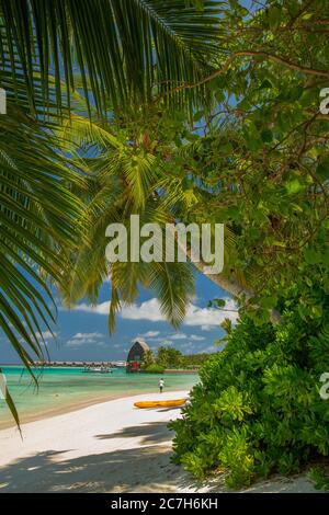 Maldive, Atollo Sud di Malè, Shangri-la Villingili Resort & Spa, spiaggia di palme, mare, dettaglio, Foto Stock