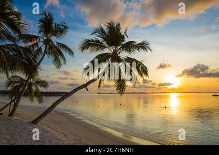 Spiaggia di palme, tramonto, Villingili, Maldive, Oceano Indiano Foto Stock