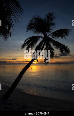 Maldive, Atollo Sud di Malè, Shangri-la Villingili Resort & Spa, spiaggia di palme, mare, tramonto, dettaglio, Foto Stock