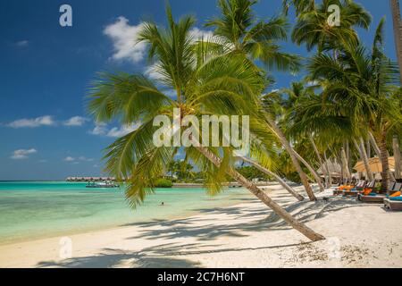 Maldive, Atollo Sud di Malè, Shangri-la Villingili Resort & Spa, spiaggia di palme, mare, dettaglio, Foto Stock