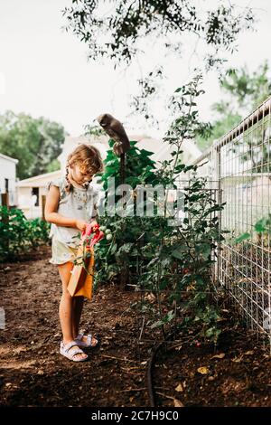 Giovane ragazza che raccoglie pomodori freschi dal giardino posteriore in estate Foto Stock