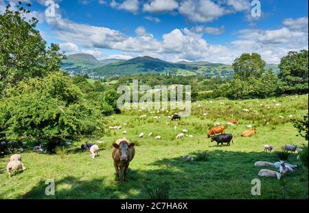 Animali da fattoria in un campo vicino a Wray, che domina Wansfell Pike e Windermere, vicino Hawkshead, Lake District, Cumbria Foto Stock