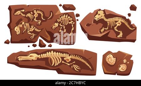 Scheletri fossili di dinosauri, conchiglie sepolte di lumache, reperti paleontologici. Cartoni animati vettoriali di sezioni di pietra con ossa di rettili preistorici e ammoniti isolati su sfondo bianco Illustrazione Vettoriale