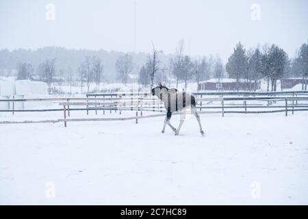 Moose camminando in un campo innevato nel nord di Svezia Foto Stock