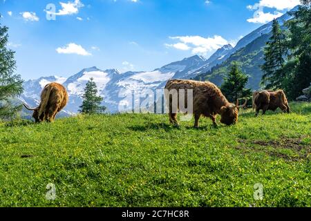 Europa, Austria, Tirolo, Alpi Ötztal, Ötztal, bestiame scozzese di montagna di fronte al panorama montano Foto Stock