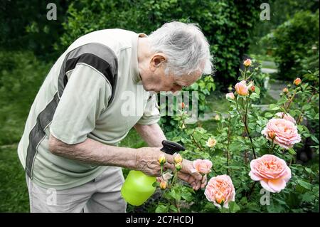 Ritratto di un bell'anziano di 87 anni, che cresce rose nel suo giardino. Giardinaggio e floricoltura. Un giardiniere anziano spruzzi rose, lotte Foto Stock