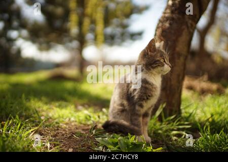 Carino gattino di cenere o gattino giovane seduto su erba verde vicino tronco di albero in un giardino soleggiato Foto Stock