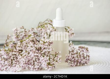 Bottiglia per tintura valeriana o officinalis Valeriana con fioritura rosa di piante valeriane piccole. Medicina organica calmante o concetto di prodotto di bellezza. Foto Stock