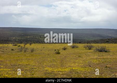 Il veldo Tankwa Karoo, tra i monti Cederberg e Hantam, Capo Occidentale, Sud Africa, riempito di fiori selvatici gialli durante un freddo e nebbiosa Foto Stock