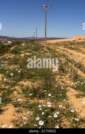 Piccole diasie bianche in fiore sotto la linea del telofono, appena in cima alla strada, fuori Clanwilliam, Sudafrica Foto Stock