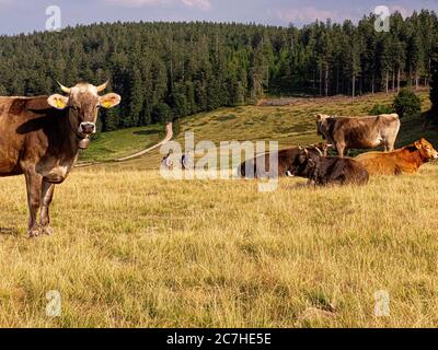 Escursioni a piedi sulla Zweälersteig, Rohrhardsberg, Gasthaus zur Schwedenschanze Foto Stock