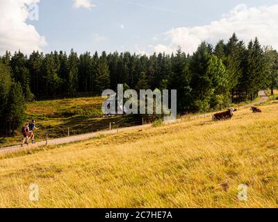 Escursioni a piedi sulla Zweälersteig, Rohrhardsberg, Gasthaus zur Schwedenschanze Foto Stock