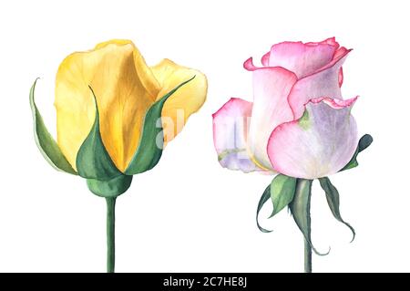 Rosa e rosso rose vintage illustrazione acquerello Foto Stock