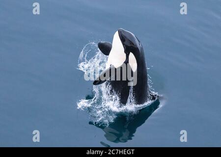 avvistamento di balene; risalita dal mare; pinne pettorali; modello bianco e nero; occhio visibile; riflesso su un mare calmo specchio; spruzzi c Foto Stock